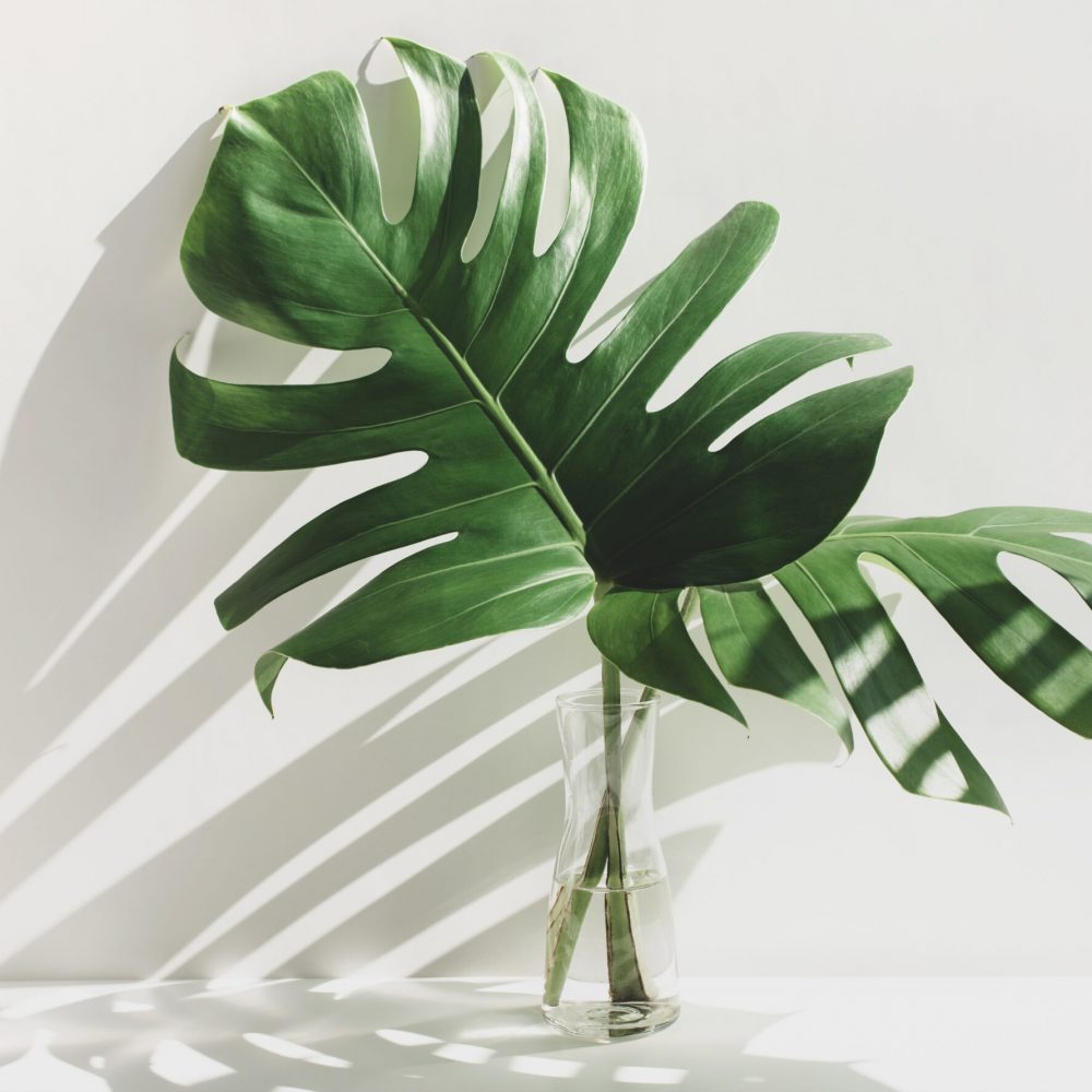 Monstera leaves in glass jug with sunlight and long shadow on white wall.tropical nature and house decorative ideas